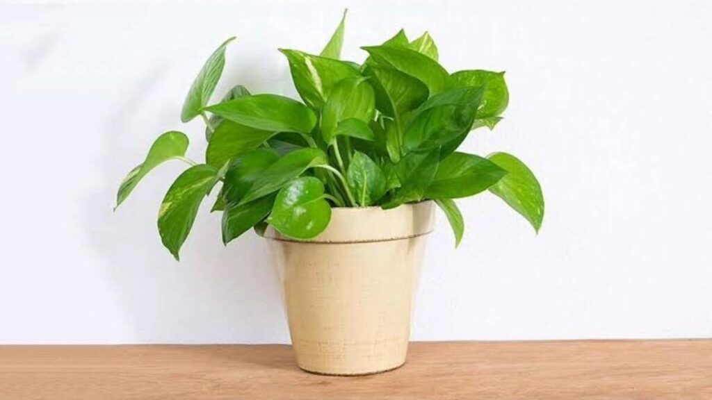 Benefits of Money Plant