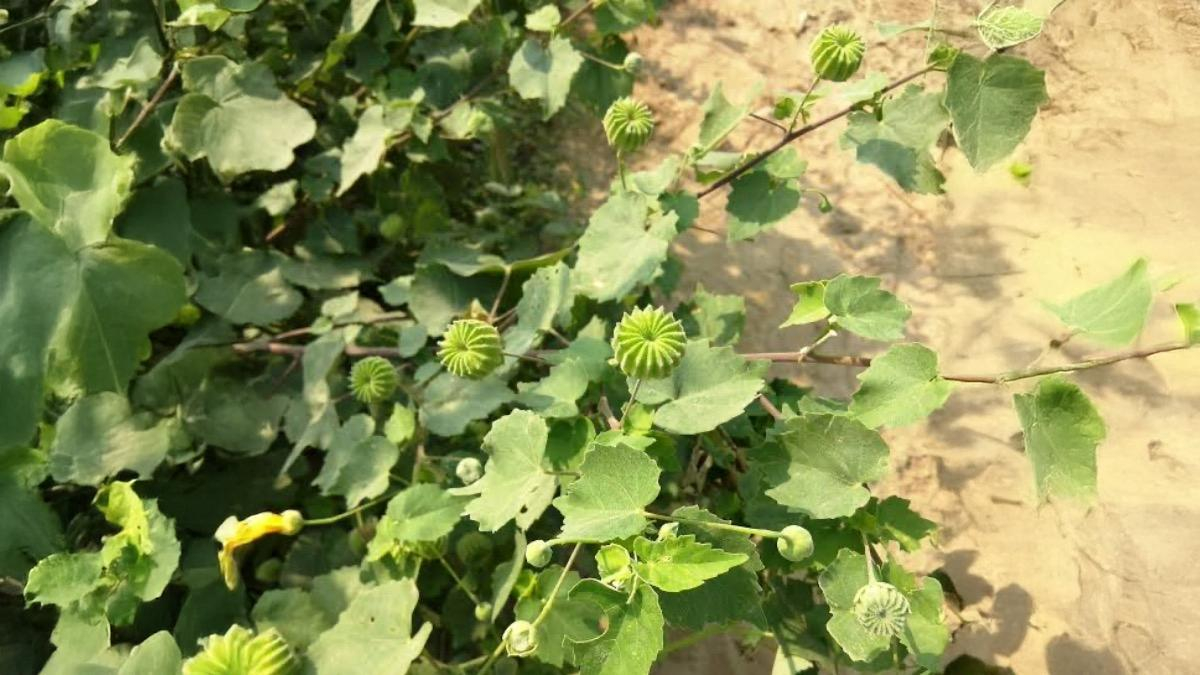 Atibala leaf juice for piles