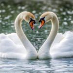 Swans Love Symbol