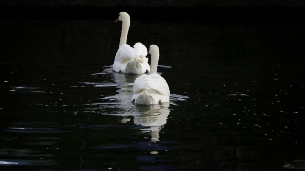 Swans Love Symbol