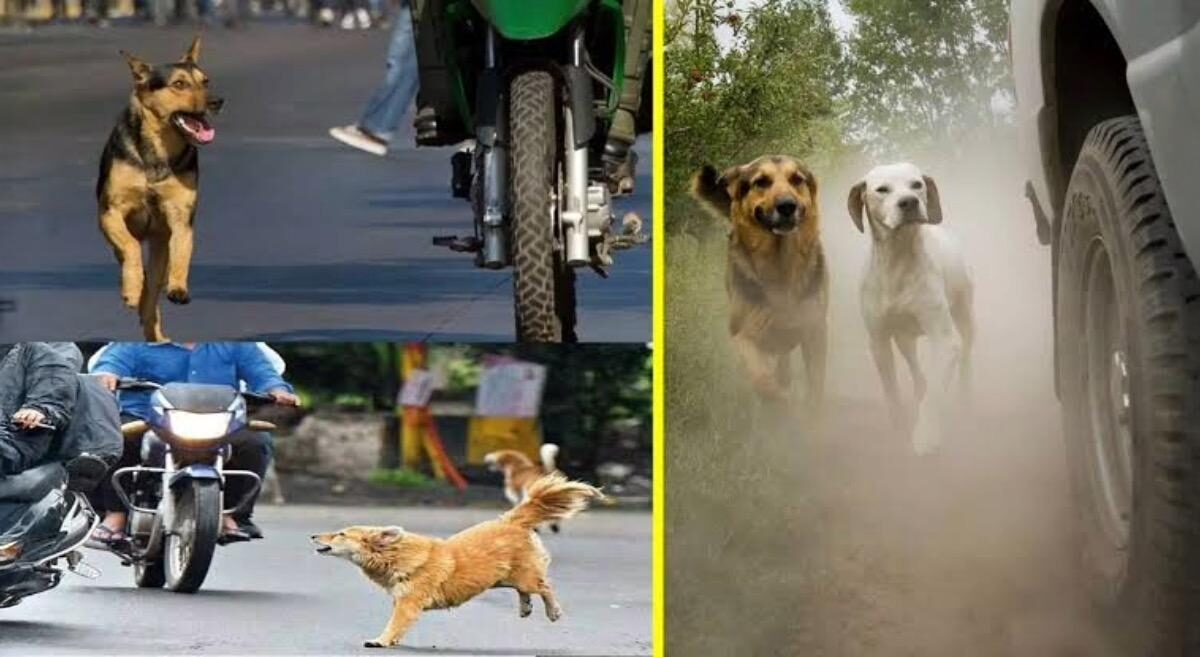 Why Dogs Chase Bikes Or Car