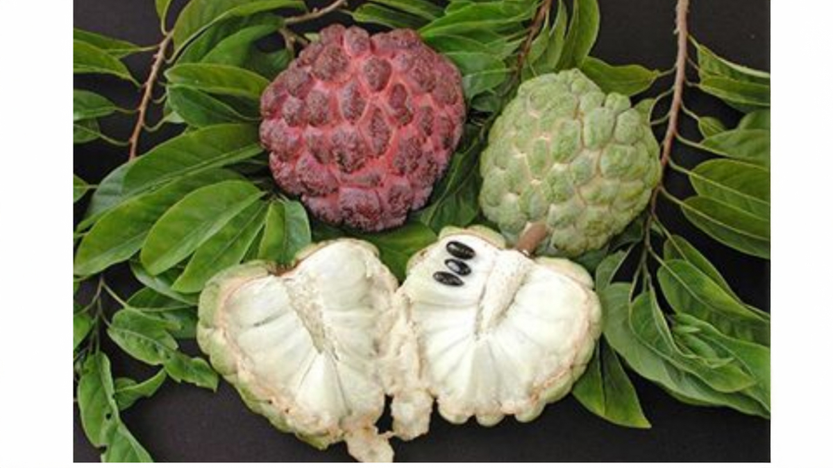 Custard Apple For Healthy Hair